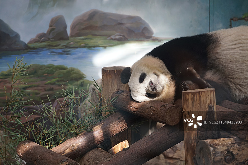 杭州动物园大熊猫香果图片素材