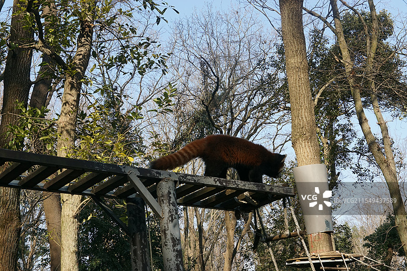 杭州动物园小熊猫图片素材