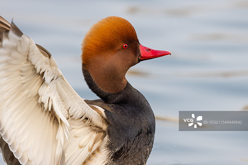 赤嘴潜鸭 特写图片素材