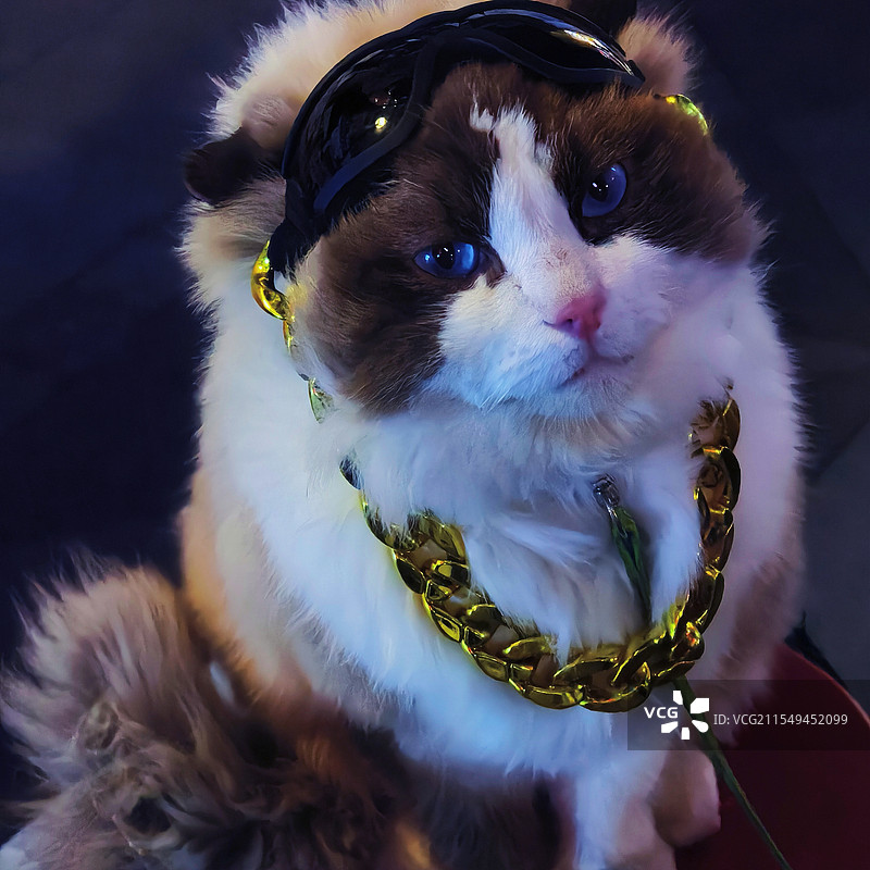 会赚钱可爱的猫咪2图片素材