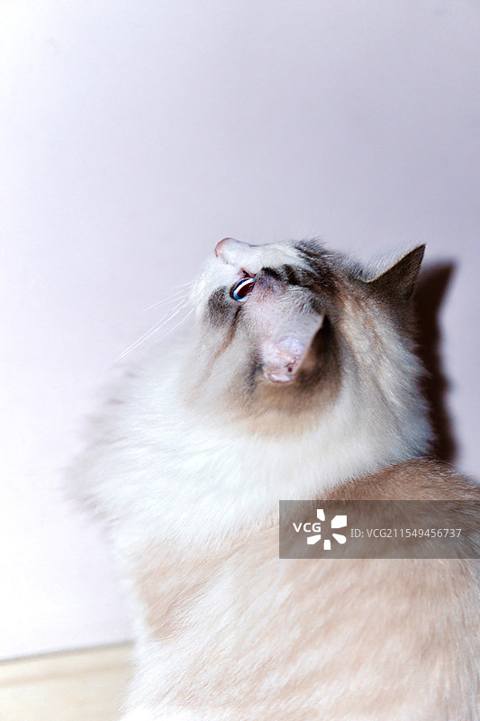 布偶猫图片素材