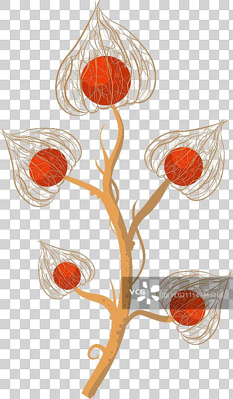 冬季红色花朵的灯笼果枝条图片素材