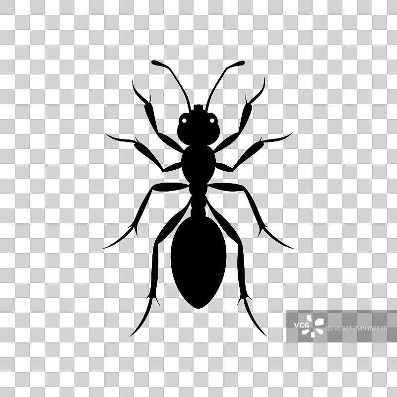 白色背景上的黑蚂蚁图片素材