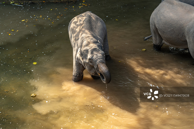 野象谷里饮水的幼象图片素材