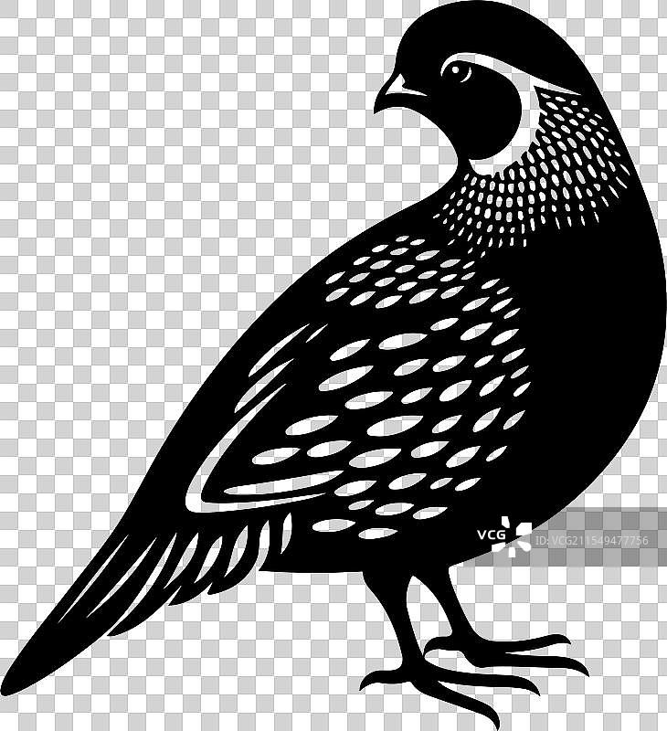 用独特的鹌鹑剪影提升你的艺术作品图片素材