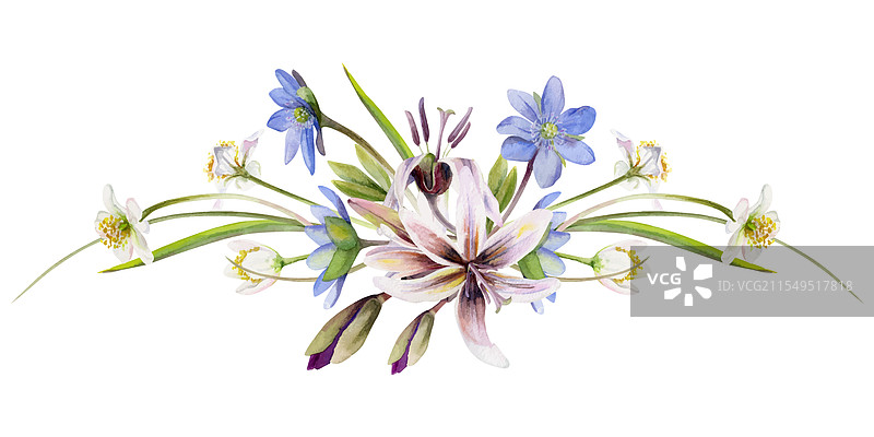 春季森林中的白色风信子和报春花与小鹿图片素材