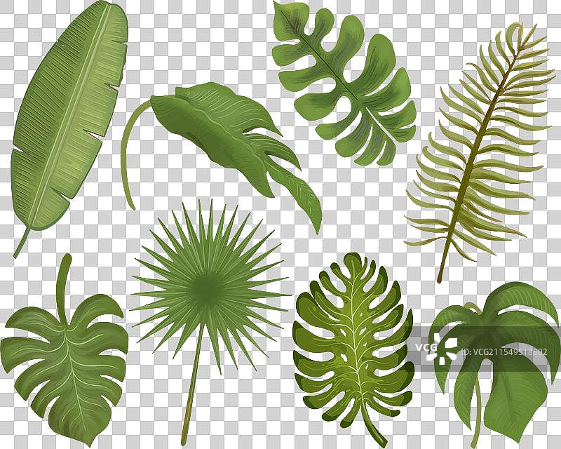 热带叶子组合图片素材