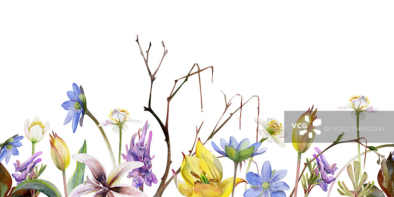 春天的花朵，蓝色的肝花和勿忘我花枝图片素材