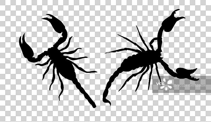 天蝎座昆虫的剪影图片素材