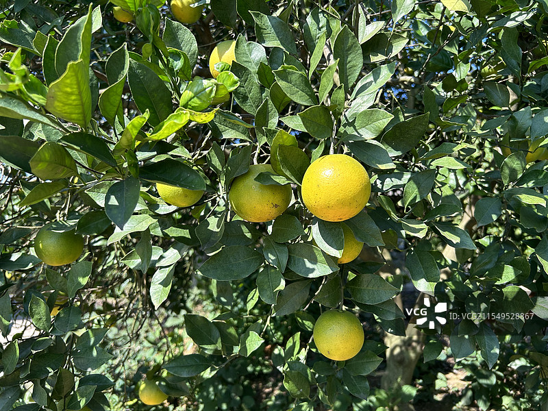 永兴冰糖橙图片素材