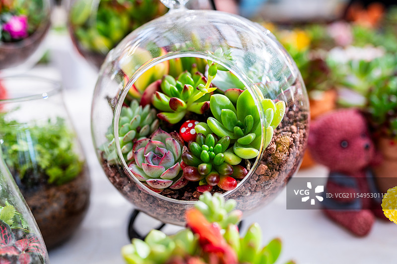 有趣的盆栽多肉图片素材