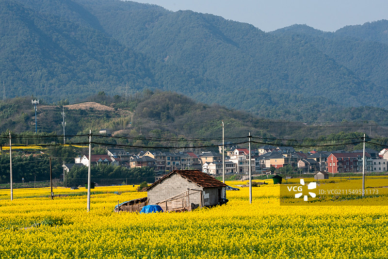 富阳油菜花海图片素材