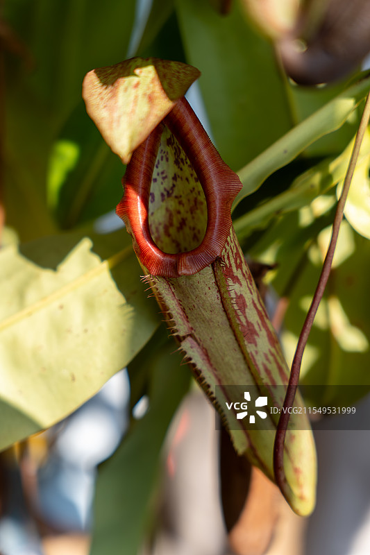 猪笼草？图片素材