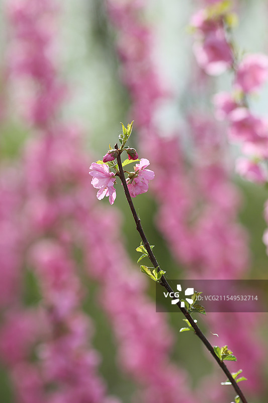 春天春花迎春花桃花背景配图素材图片图片素材