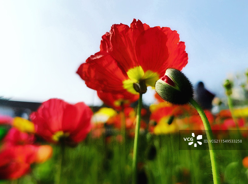 蓓蕾期盼盛开图片素材