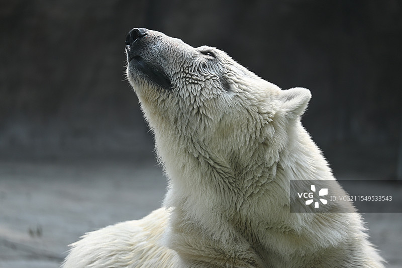 北极熊动物特写图片素材