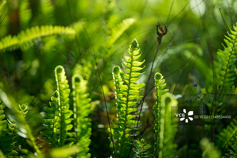 春天蕨类植物蜈蚣草的叶子图片素材
