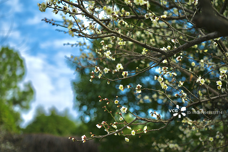 金华梅园图片素材