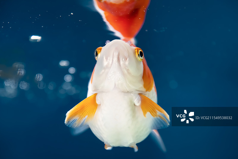 金鱼图片素材