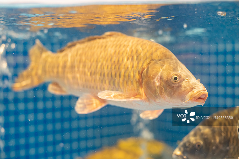 中国蔬菜篮子拍摄主题，海鲜菜市场货摊上新鲜的海鲜鲤鱼鲫鱼鲶鱼特写，室内无人图像摄影图片素材