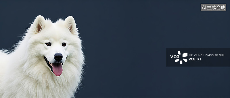 【AI数字艺术】萨摩耶犬动物宠物主题海报设计模板背景图图片素材