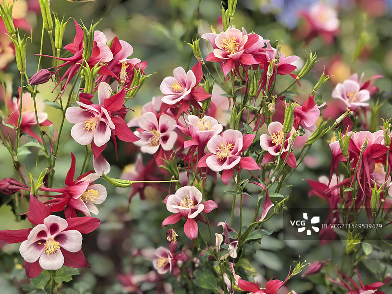 云台花园的花簇图片素材
