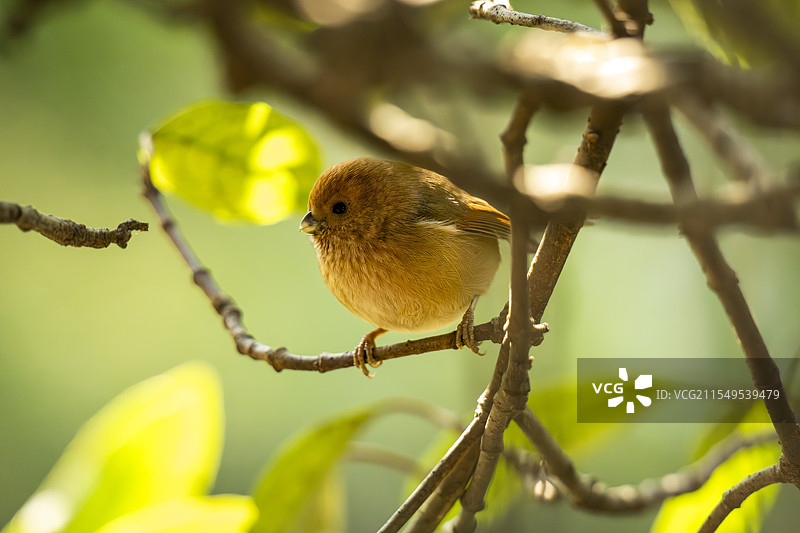 棕头鸦雀图片素材