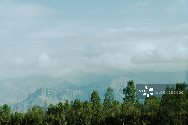 拉萨白杨图片素材