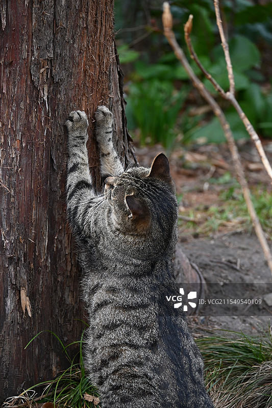 猫抓树图片素材