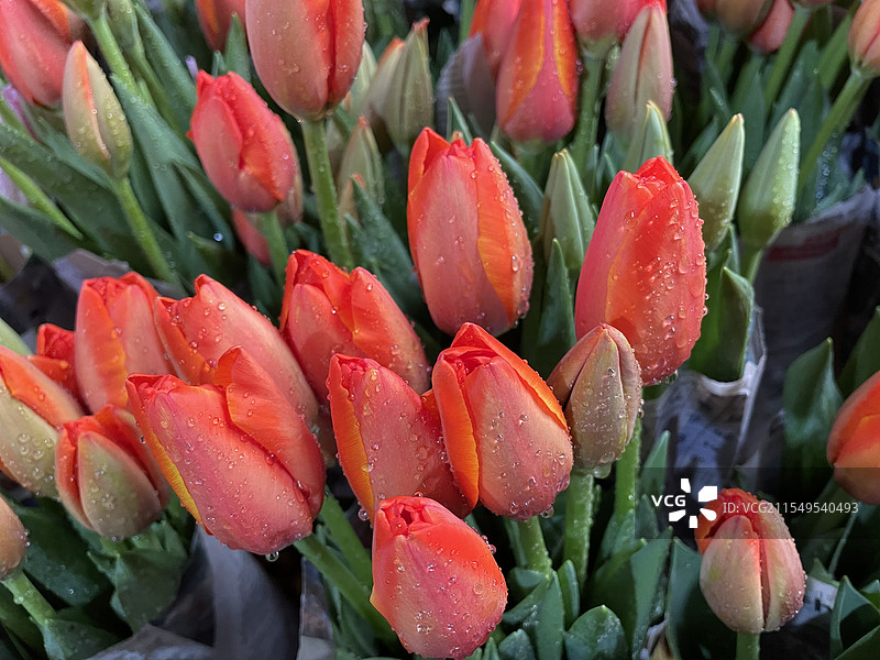 郁金香图片素材