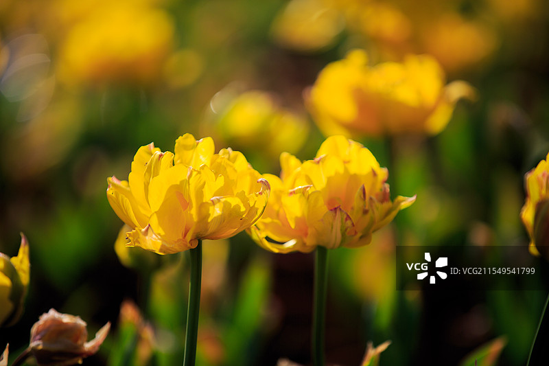 黄色重瓣郁金香图片素材