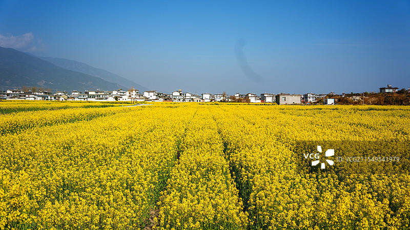 油菜花海图片素材