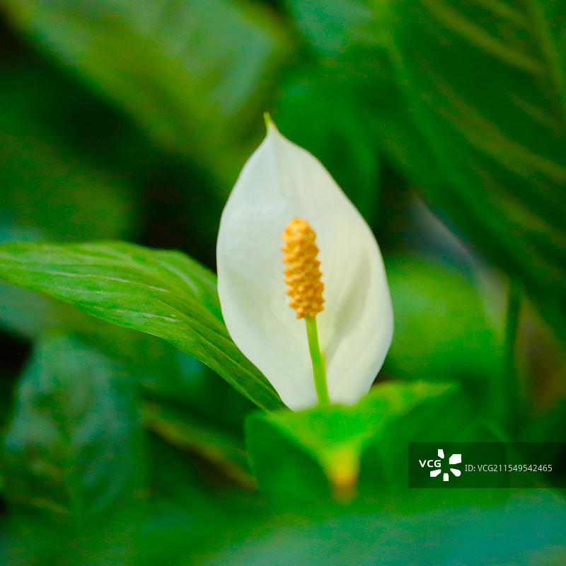 白鹤芋图片素材