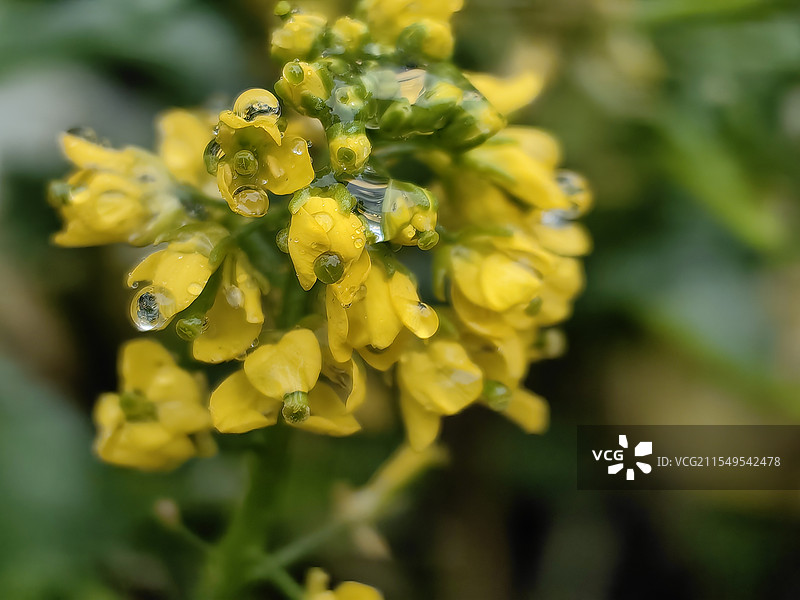 油菜花图片素材