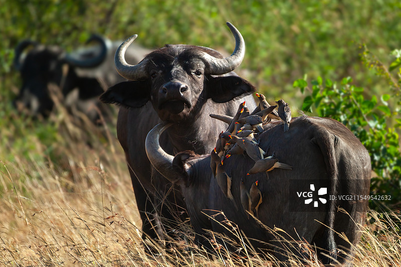 黄嘴牛椋鸟图片素材