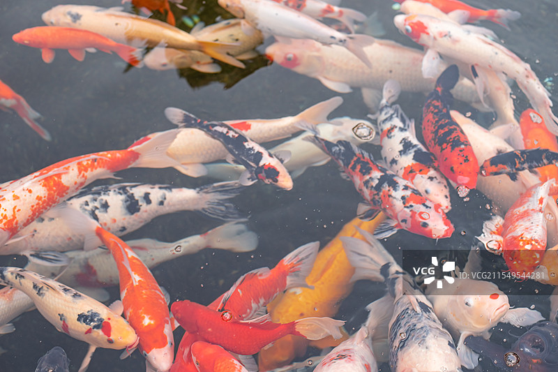 中国野生动物拍摄主题，高视角俯拍池塘里的黄色红色黑色的金鱼锦鲤，户外白昼无人图像摄影图片素材