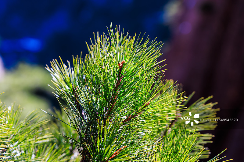 安徽黄山松针特写图片素材