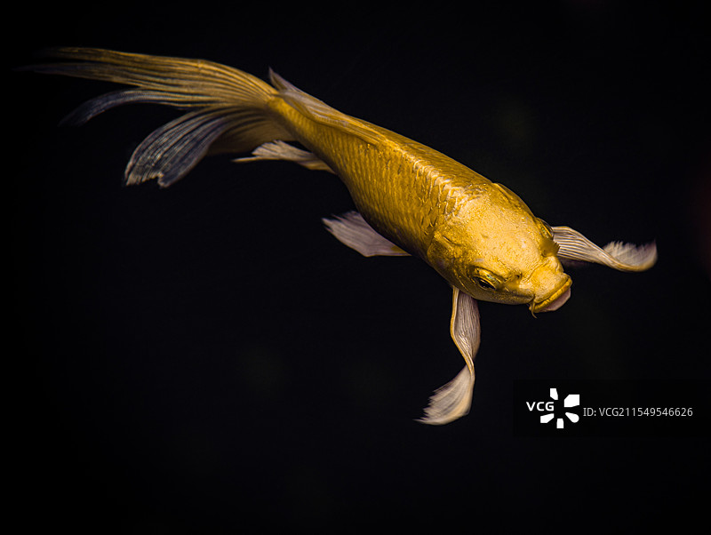 法净寺内的锦鲤图片素材