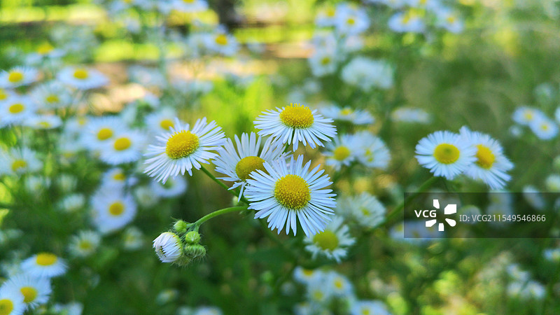 日本大阪府吹田市，大阪万博纪念公园中盛开的雏菊图片素材