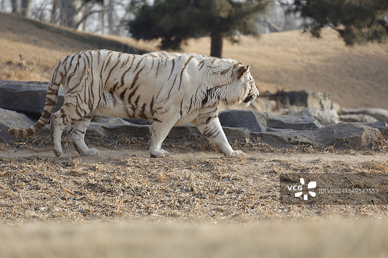 野生动物、驯鹿、白虎、虎、孟加拉虎、羚羊、丹顶鹤、仙鹤，牦牛，图片素材