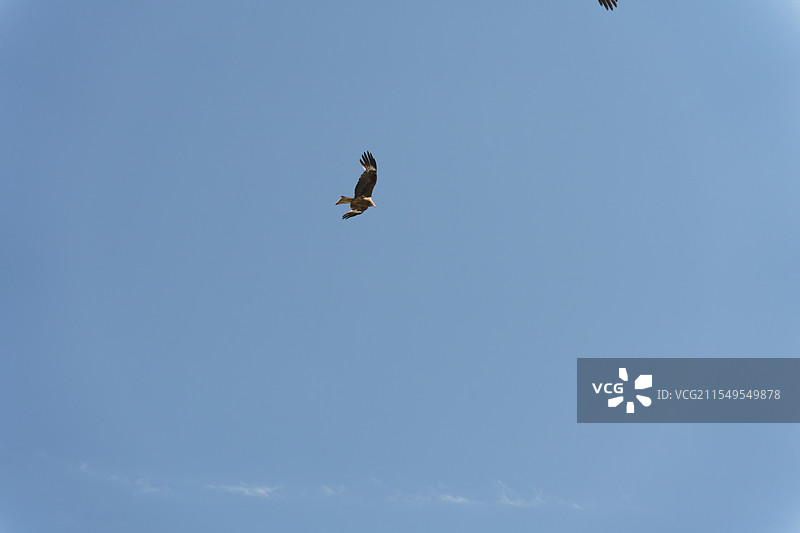 黑耳鸢展翅飞翔在碧蓝晴空图片素材