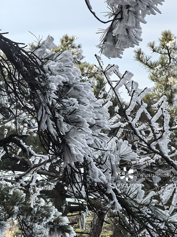 黄山雾凇图片素材