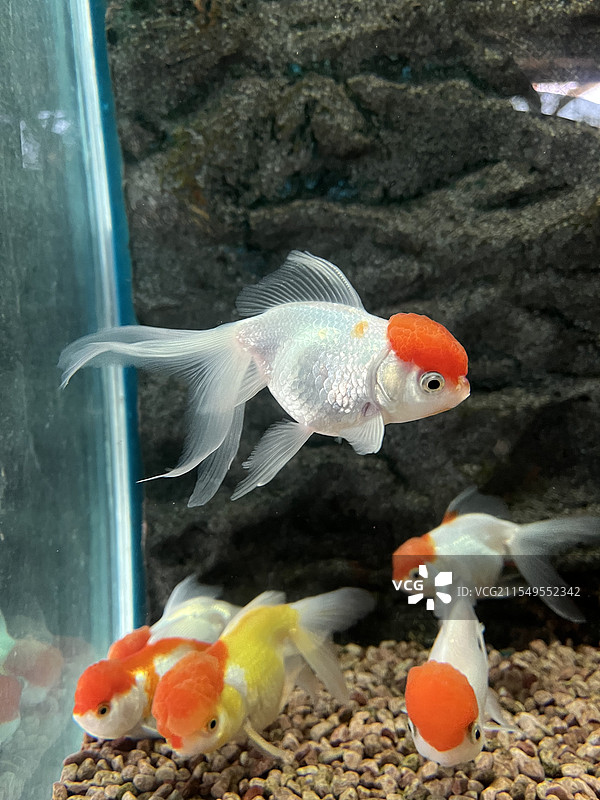 小金鱼图片素材