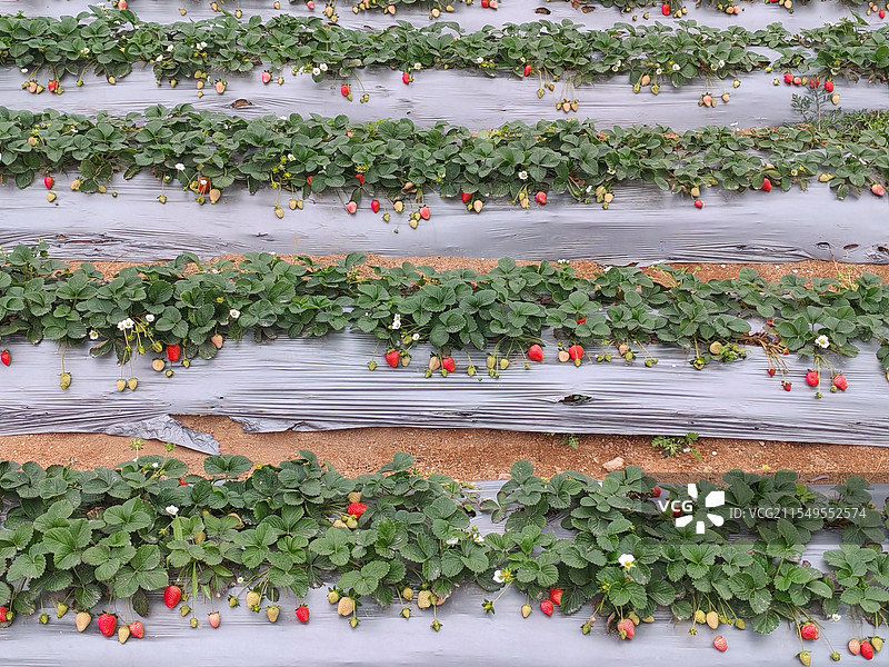 田地里种植的草莓图片素材