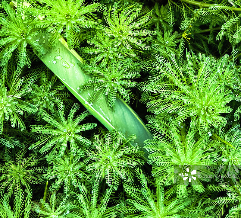 湖边水生植物特写图片素材