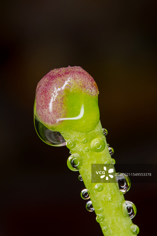 带水珠的百合花花蕊图片素材