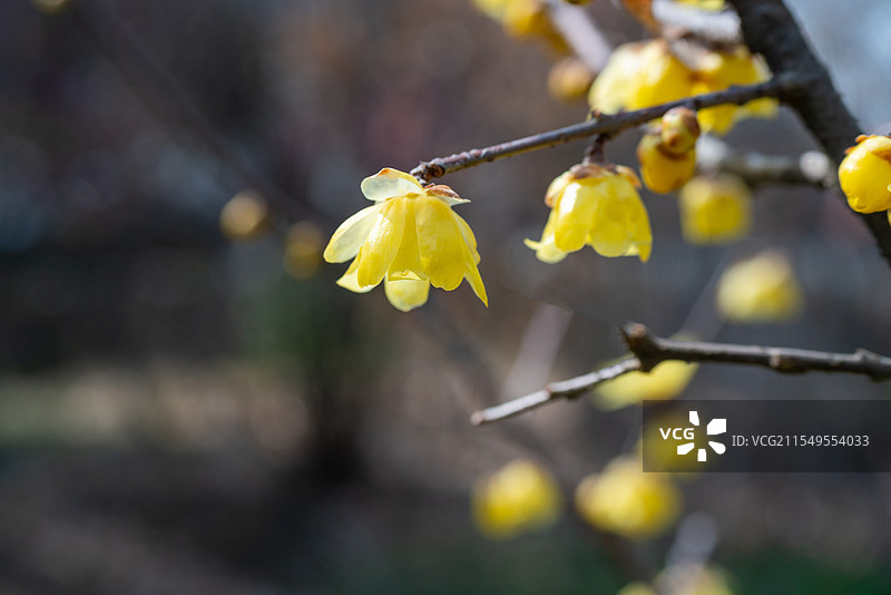 枝头绽放的腊梅花图片素材