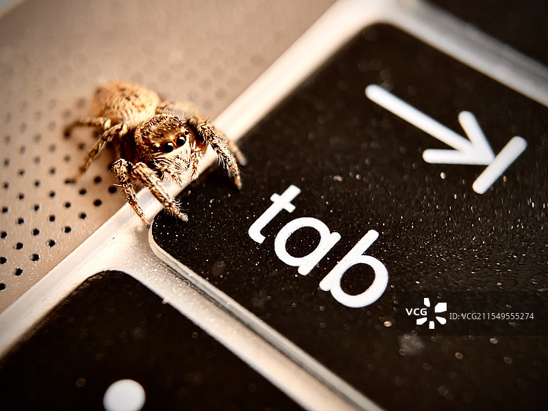 跳蛛上网图片素材