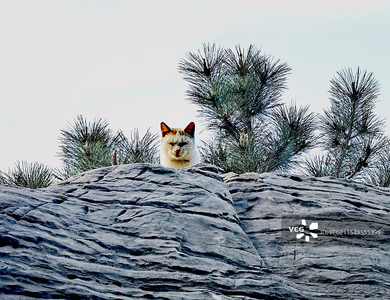 小猫咪图片素材