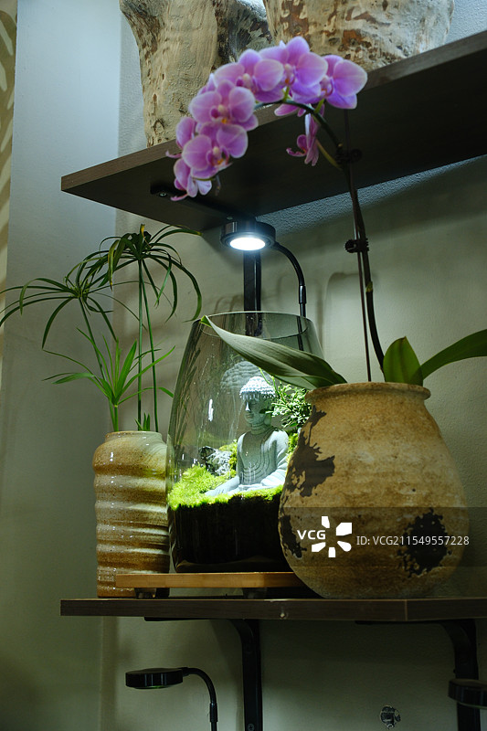 微景观。生态缸。生态瓶。春节花卉市场特写图片素材